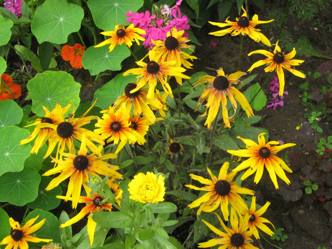 летом - Елена Семигина летом - Елена Семигина