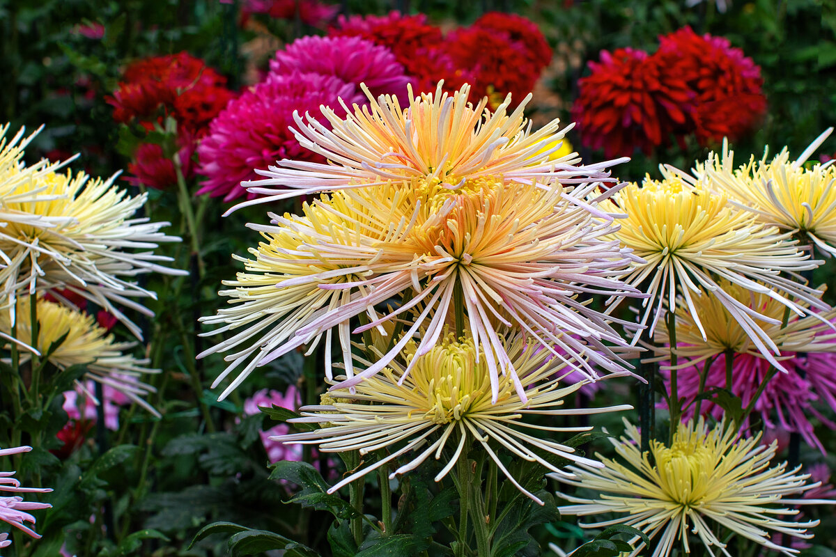 Хризантемы Крыма - But684 