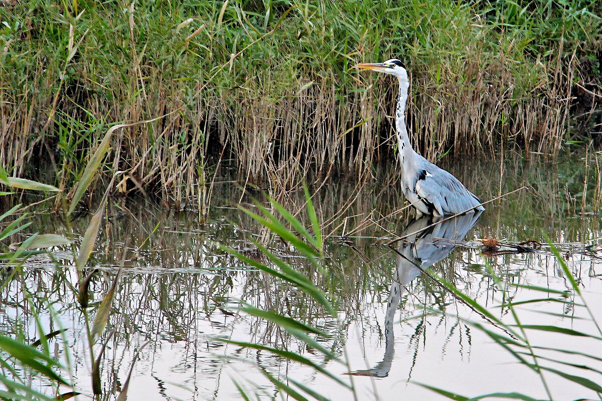 На отдыхе - Sergey Grim