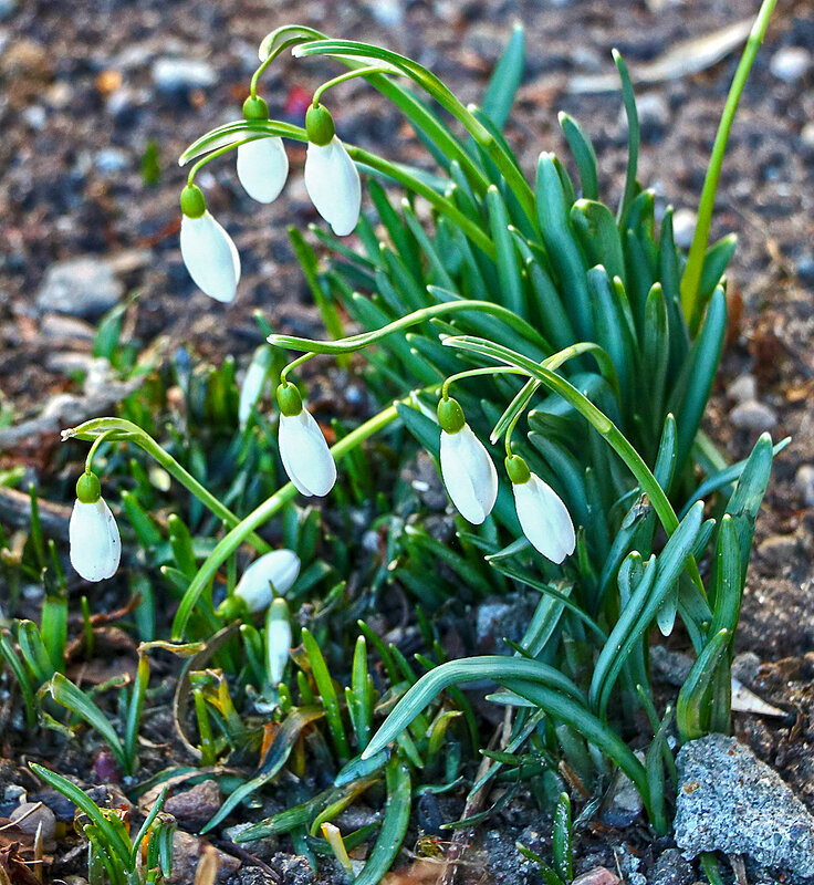16 марта - уже подснежники! - Светлана 16 марта - уже подснежники! - Светлана