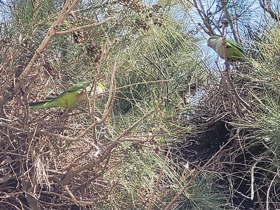 Попугаи в нашем парке - Светлана Хращевская