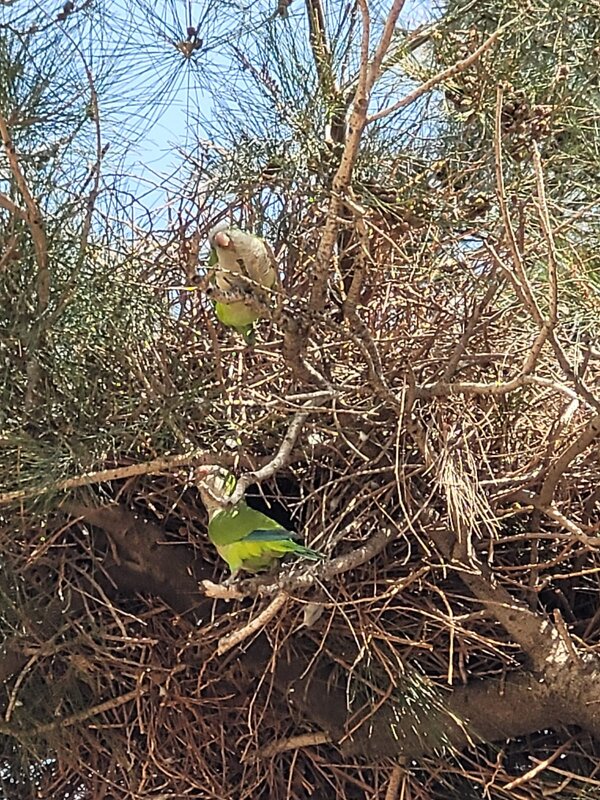 Попугаи в нашем парке - Светлана Хращевская