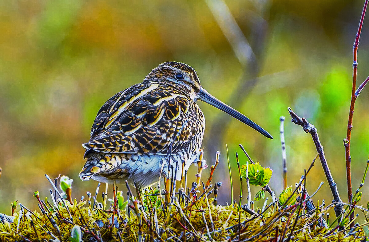 Бекас - Aleksey Afonin