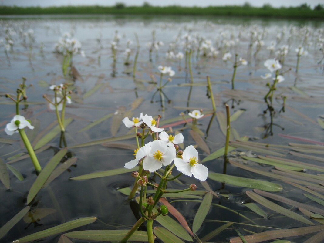 Стрелолист - Anna Ivanova Стрелолист - Anna Ivanova