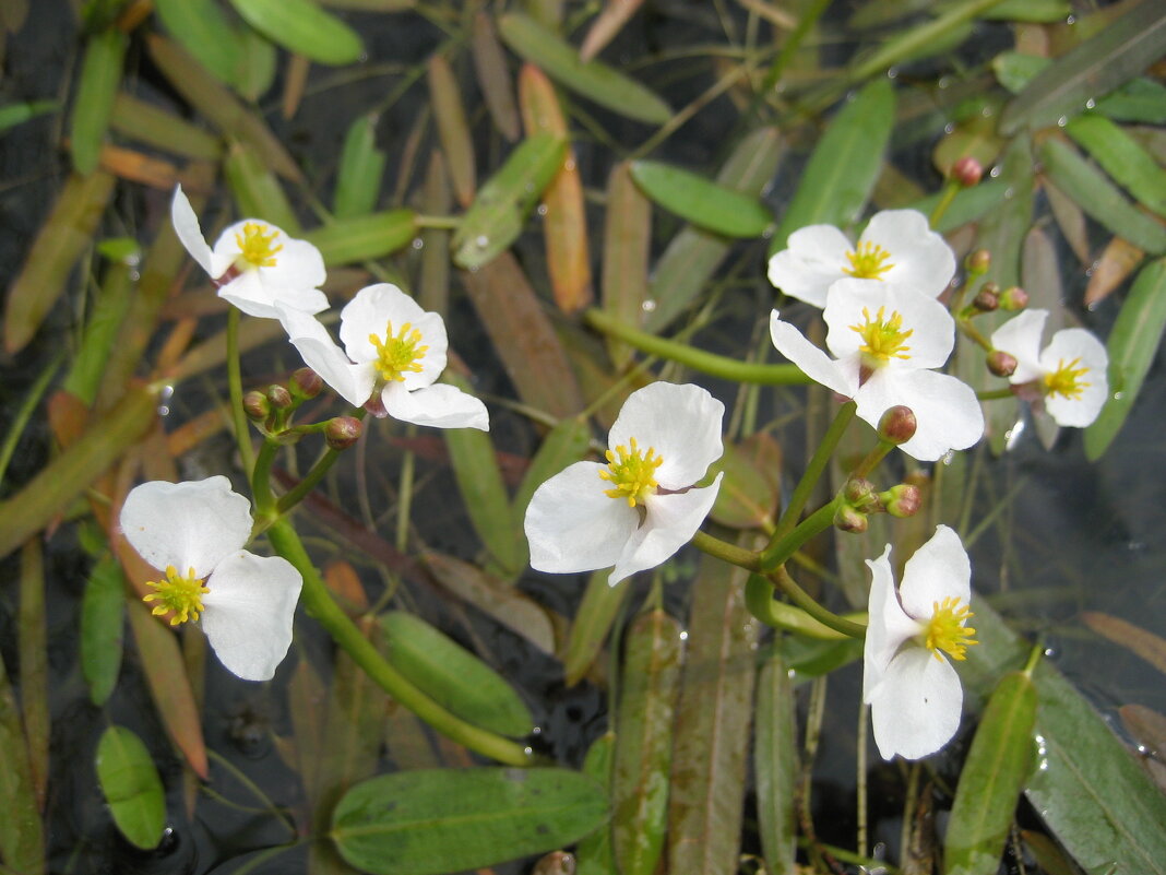 Стрелолист - Anna Ivanova Стрелолист - Anna Ivanova