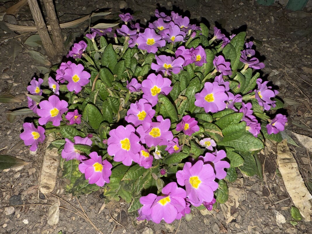 Примула - Валентина .