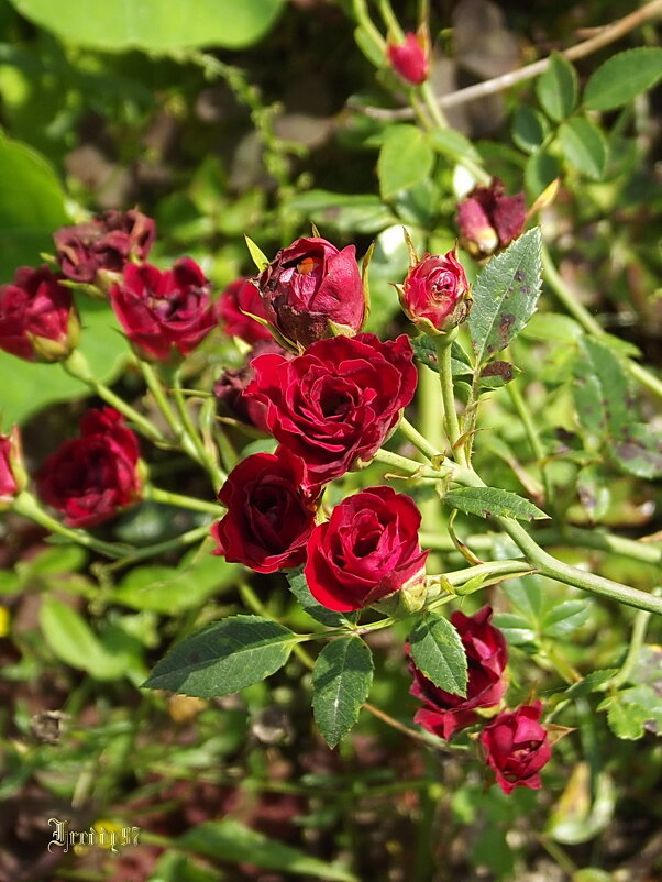 Мини-розы - Freddy 97