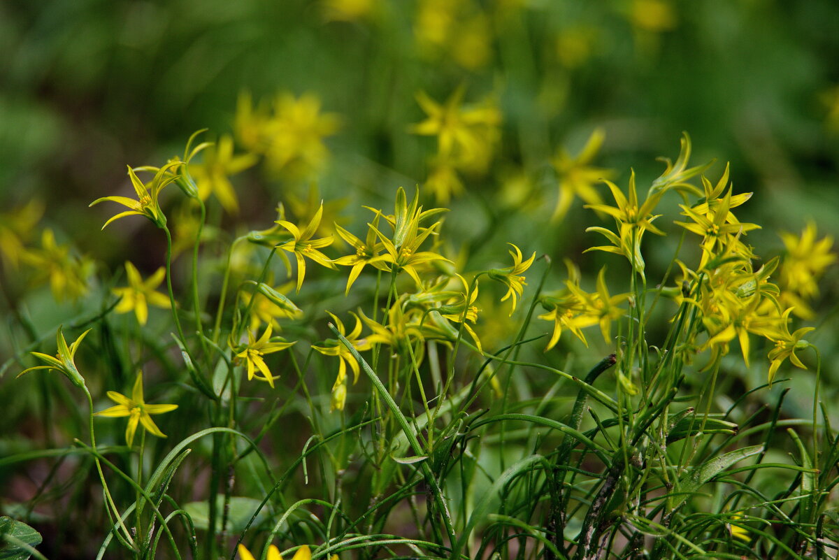 Гусиный лук. - Sergey (Apg) Гусиный лук. - Sergey (Apg)