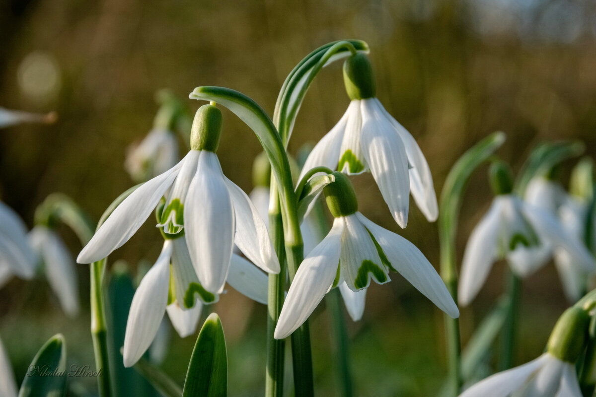 Про подснежники... - Николай Гирш Про подснежники... - Николай Гирш