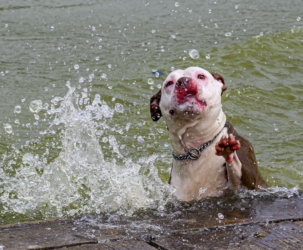 как за птичками ходил... серия - Осень как за птичками ходил... серия - Осень