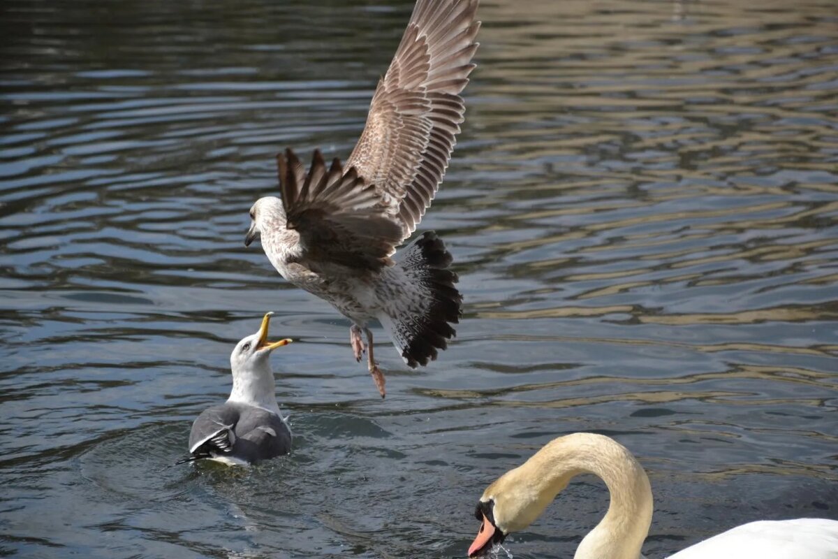 Не виноватая я, он сам ко мне прилетел... - Надежда 