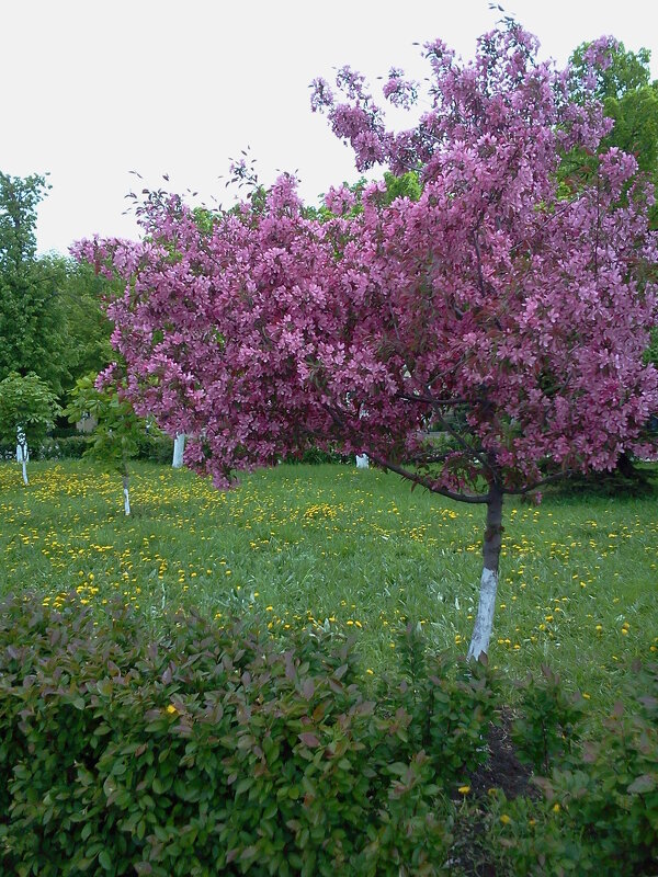 Яблоня в цвету - Надежда Яблоня в цвету - Надежда