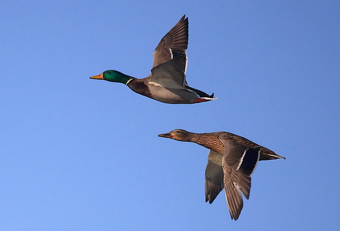 Летят утки - Владилен Панченко