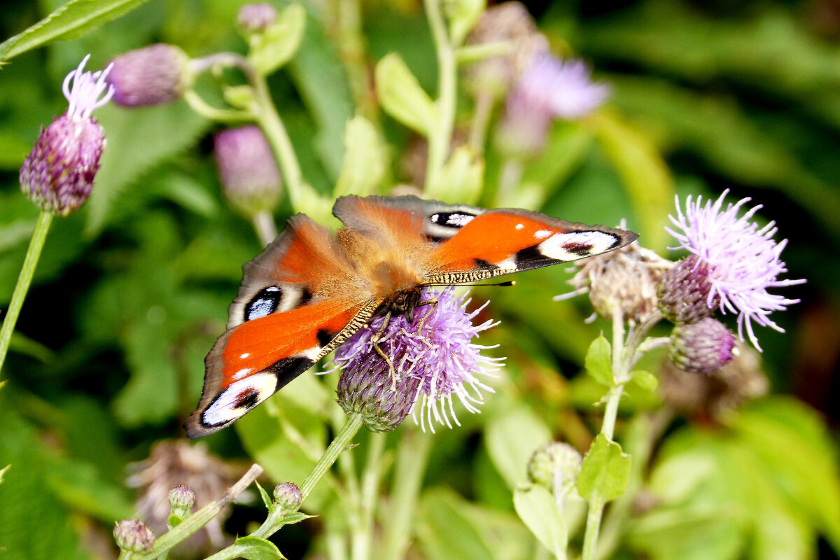 опять про бабочек 469 - Александр Прокудин