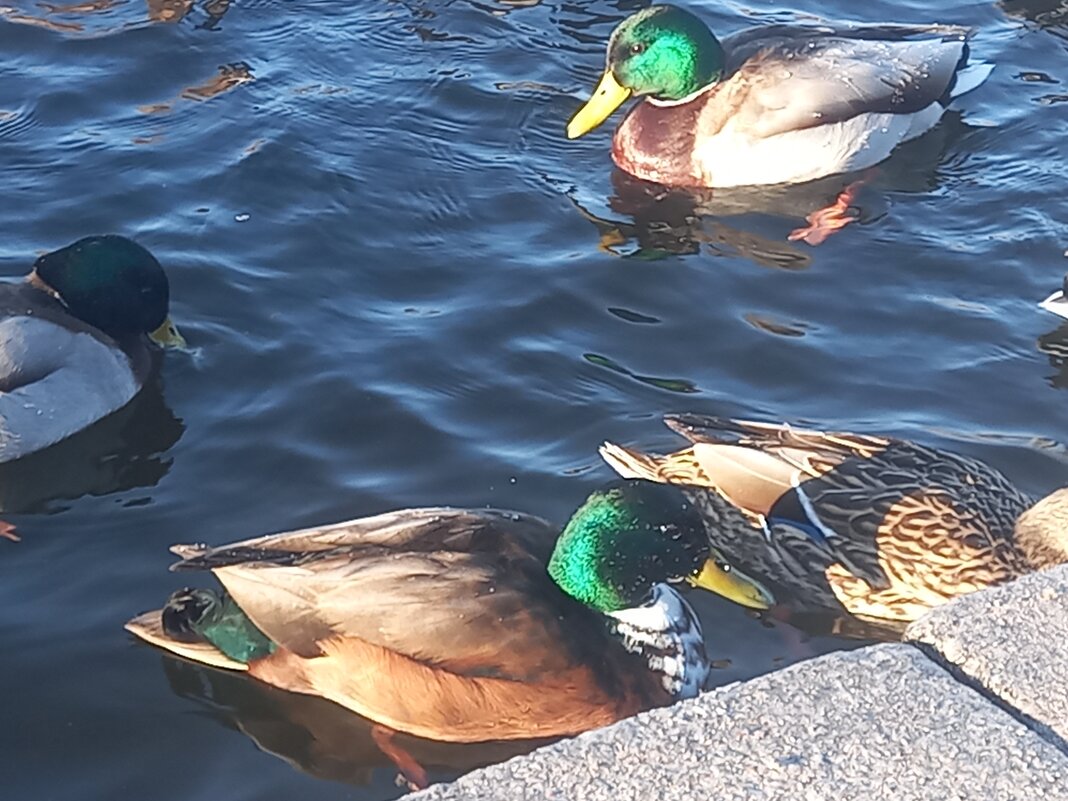 Утки - Сапсан 