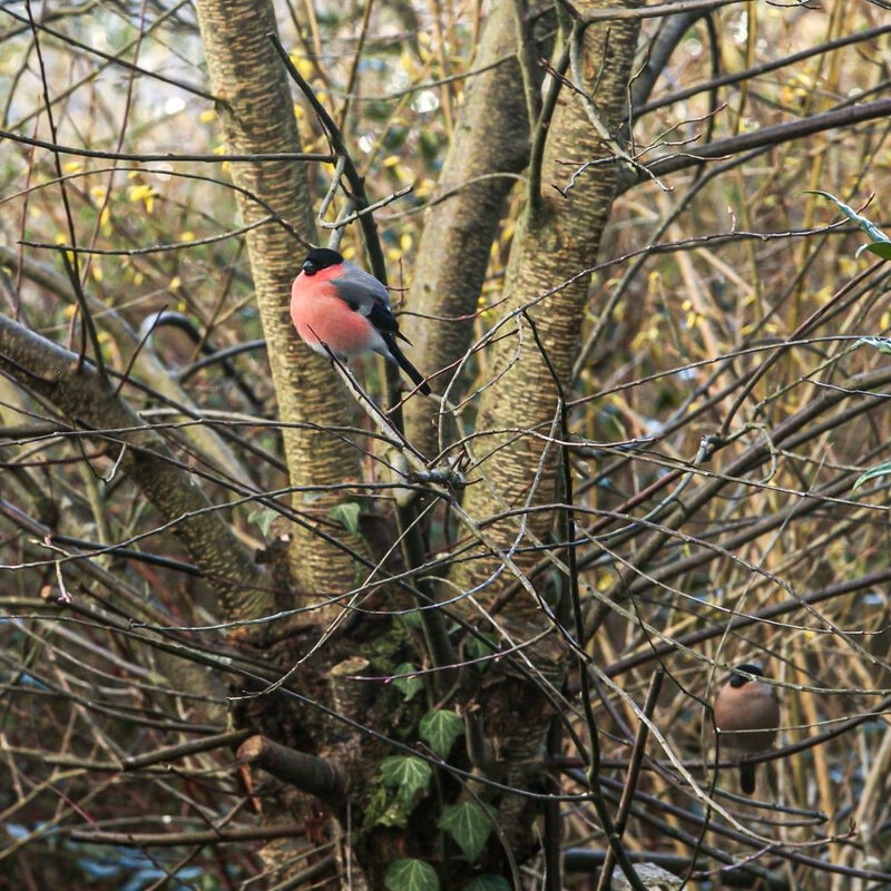 Весенняя песня.Поет снегирь. - Lucy Schneider Весенняя песня.Поет снегирь. - Lucy Schneider