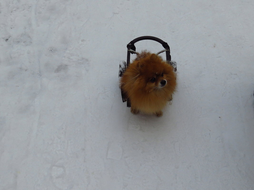 О братьях наших меньших - Андрей Лукьянов О братьях наших меньших - Андрей Лукьянов