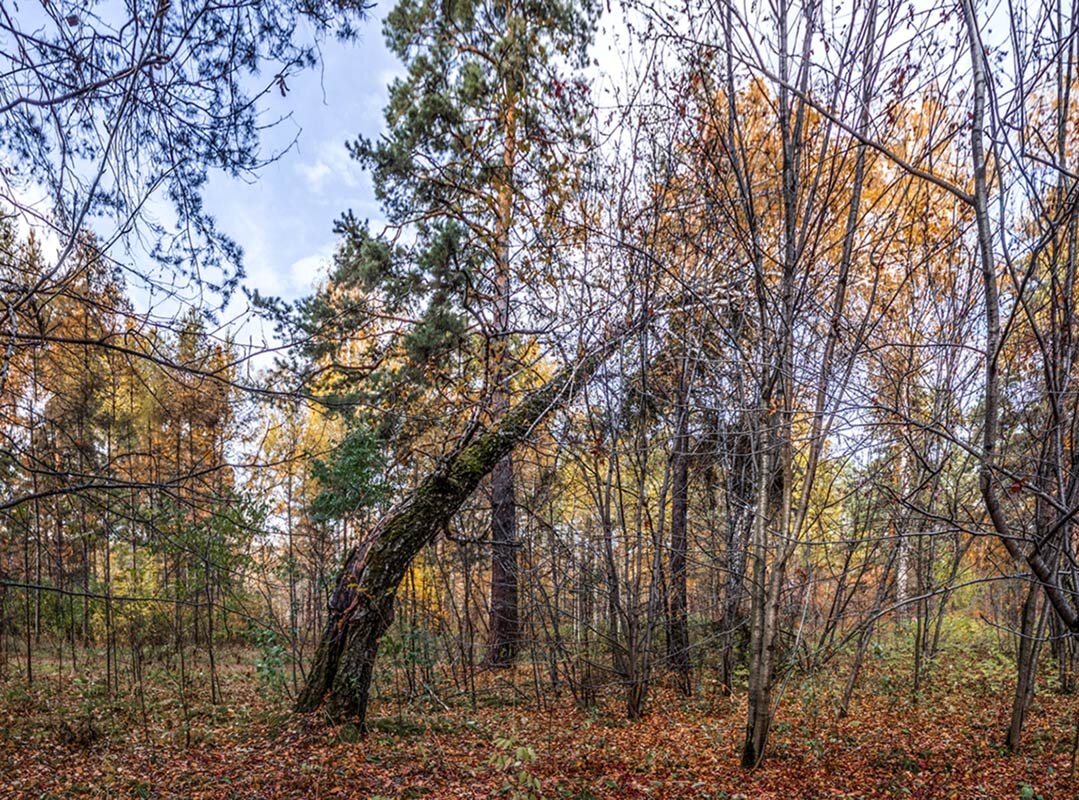 Пейзаж - SanSan 