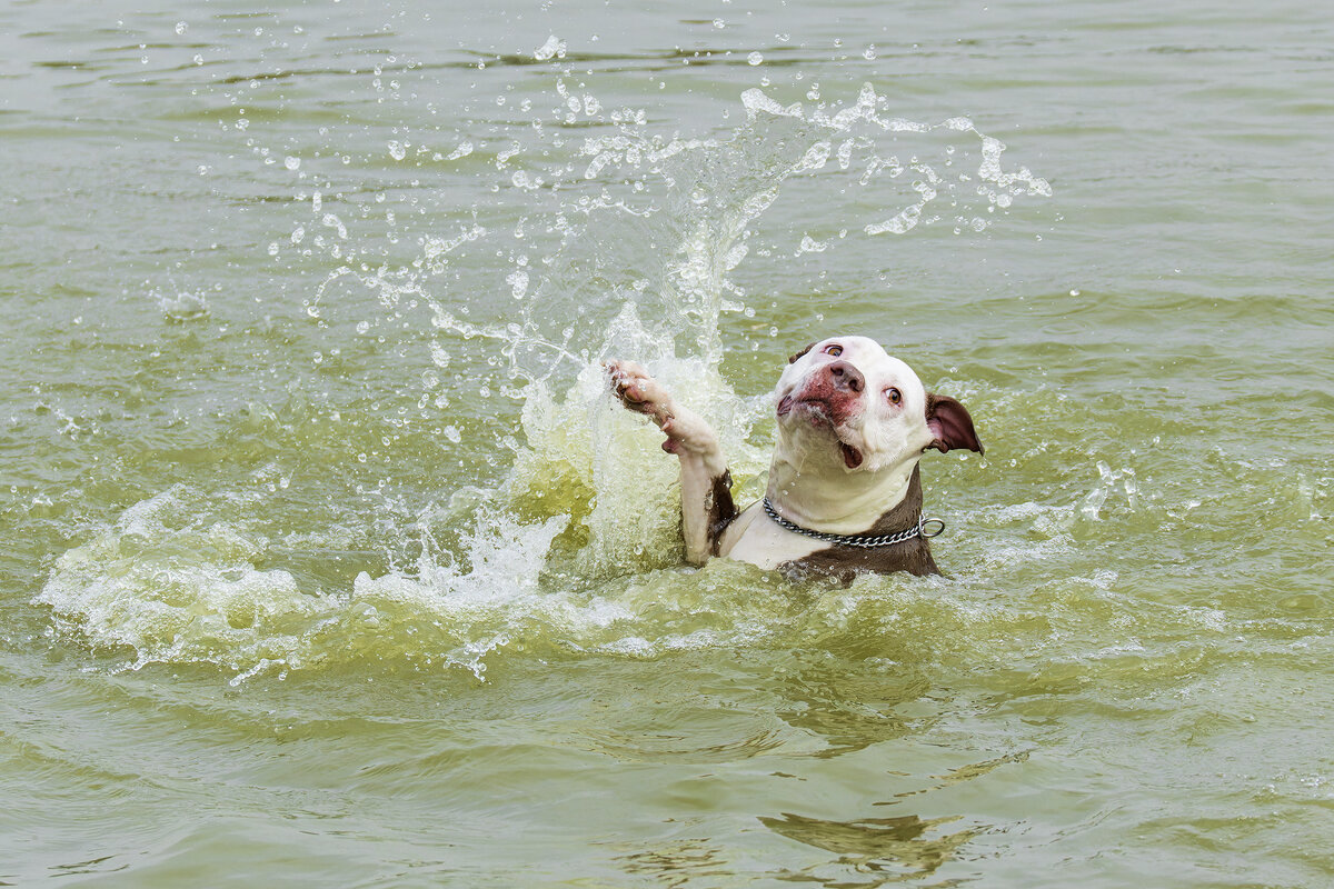 Ну не умею я плавать ... - Alexander Amromin