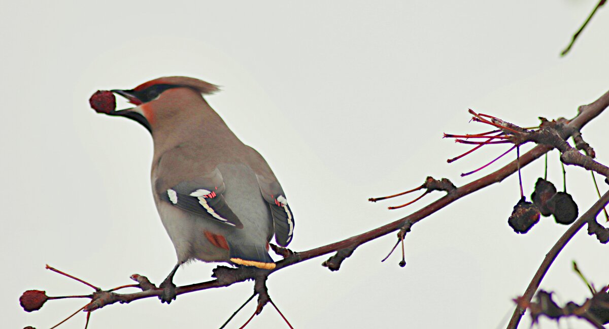 Виртуоз - Любовь Сахарова Виртуоз - Любовь Сахарова