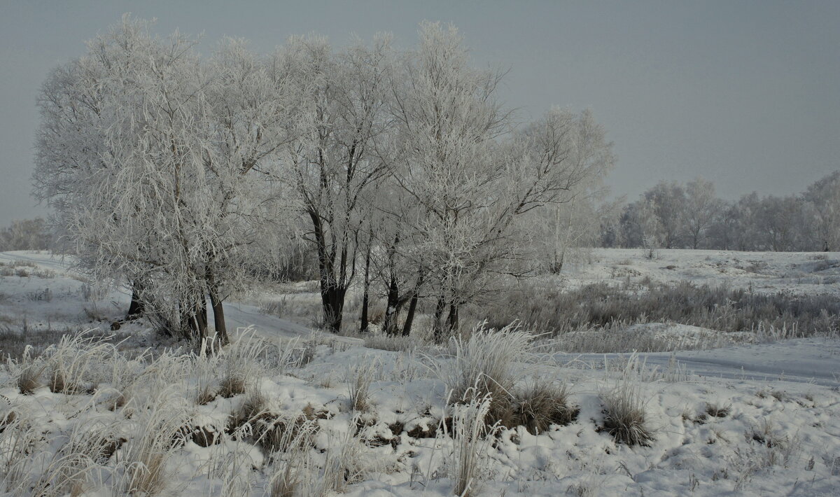Ивы зимние. - сергей ермошкин Ивы зимние. - сергей ермошкин