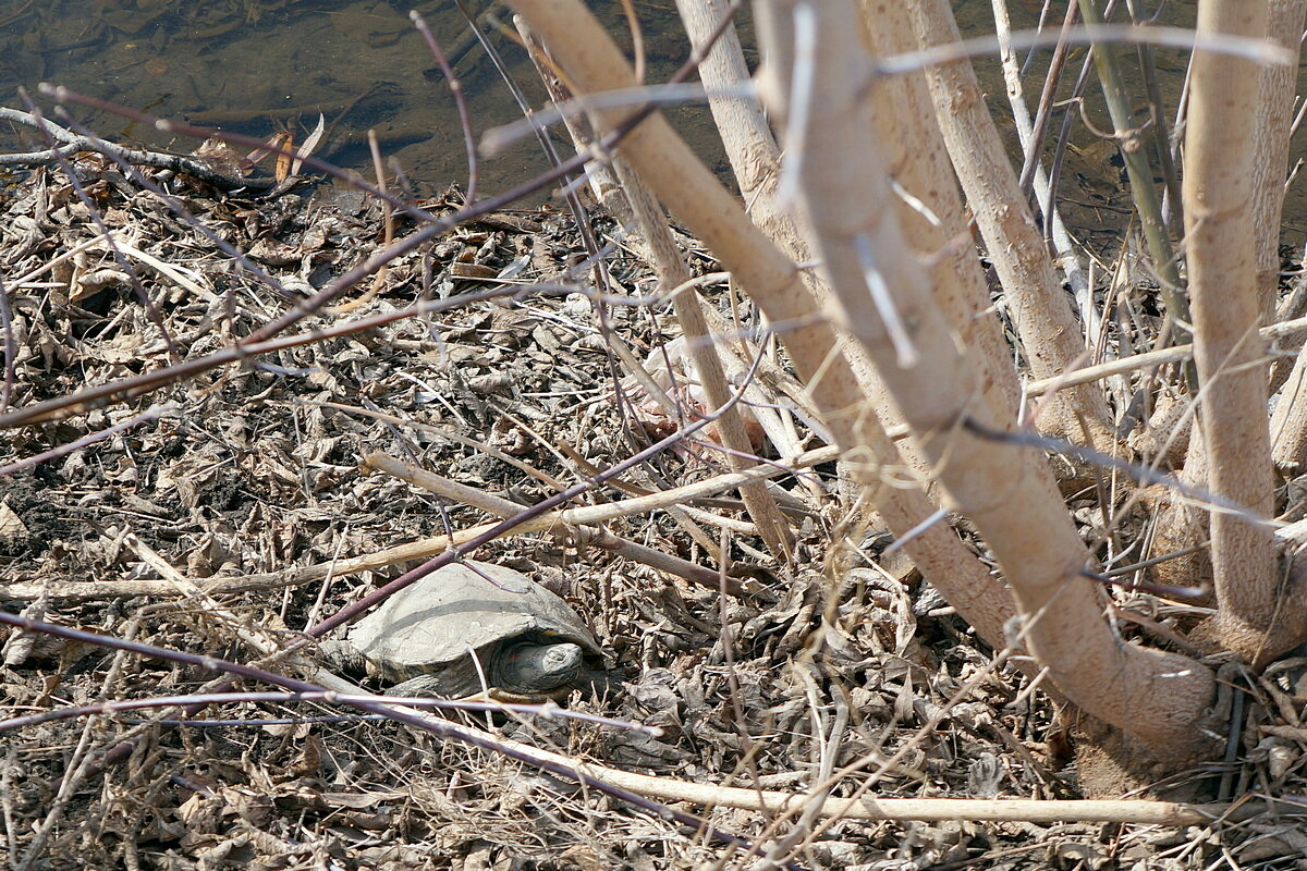 Тортилла после спячки - Сеня Белгородский