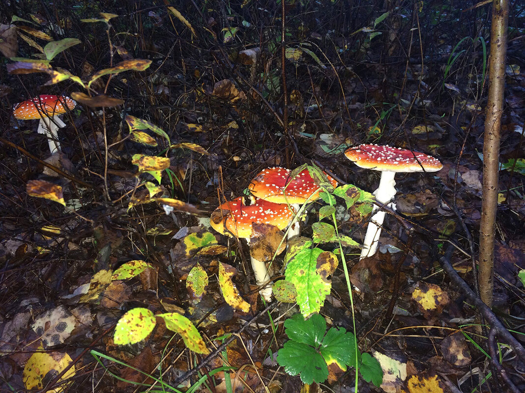 Мухоморы - Владимир Башко