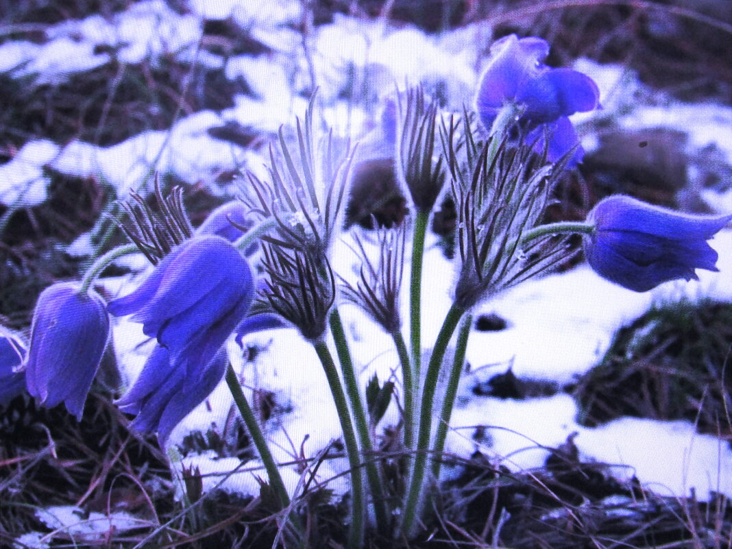 Бедные цветочки - Людмила Смородинская