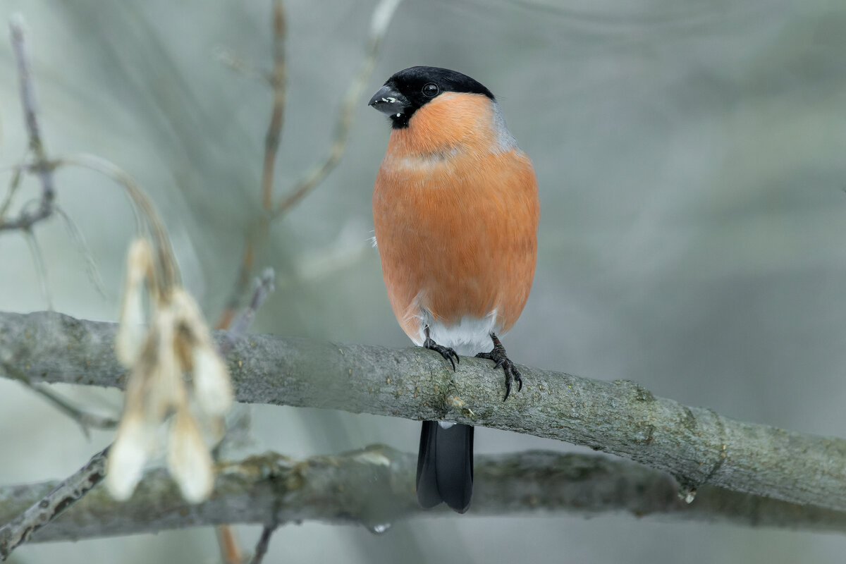 снегирь самец - юрий макаров