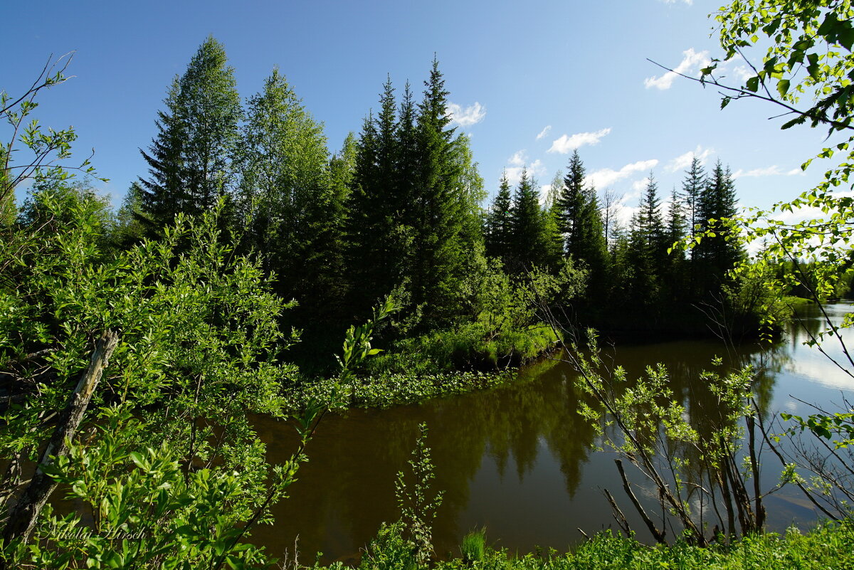 К лесной речке... - Николай Гирш К лесной речке... - Николай Гирш
