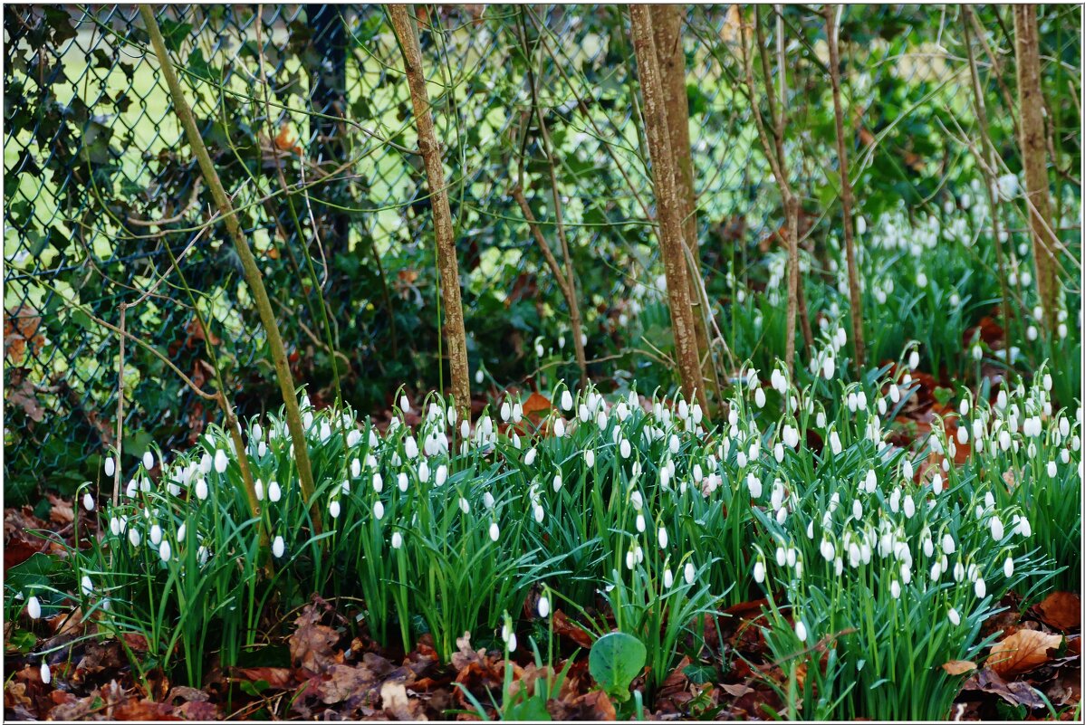 МАРТ... - Elvira E. 