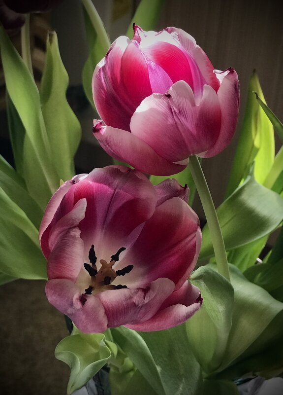 Любимцы) - Любовь Любимцы) - Любовь