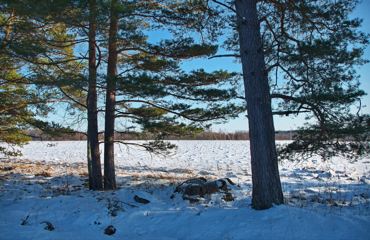 Сосны - lady v.ekaterina