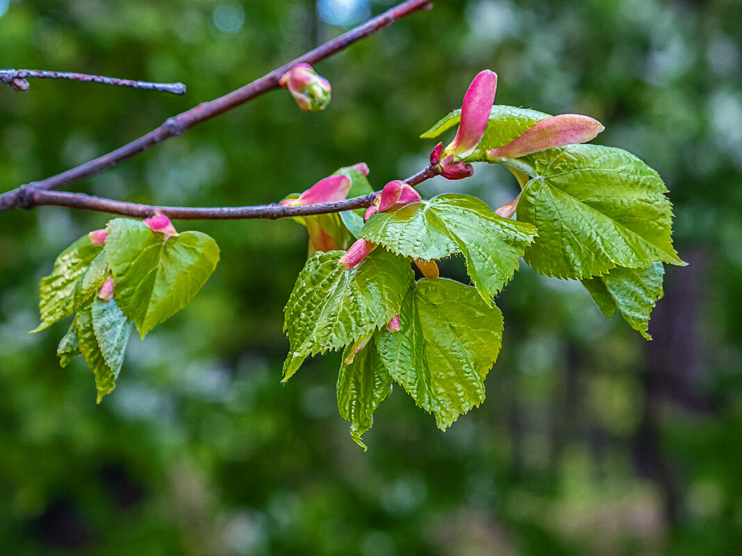 *** - Aleksey Afonin *** - Aleksey Afonin