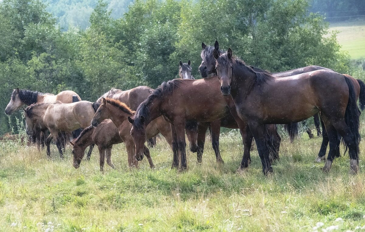 Летний дождь - Марина Фомина. Летний дождь - Марина Фомина.