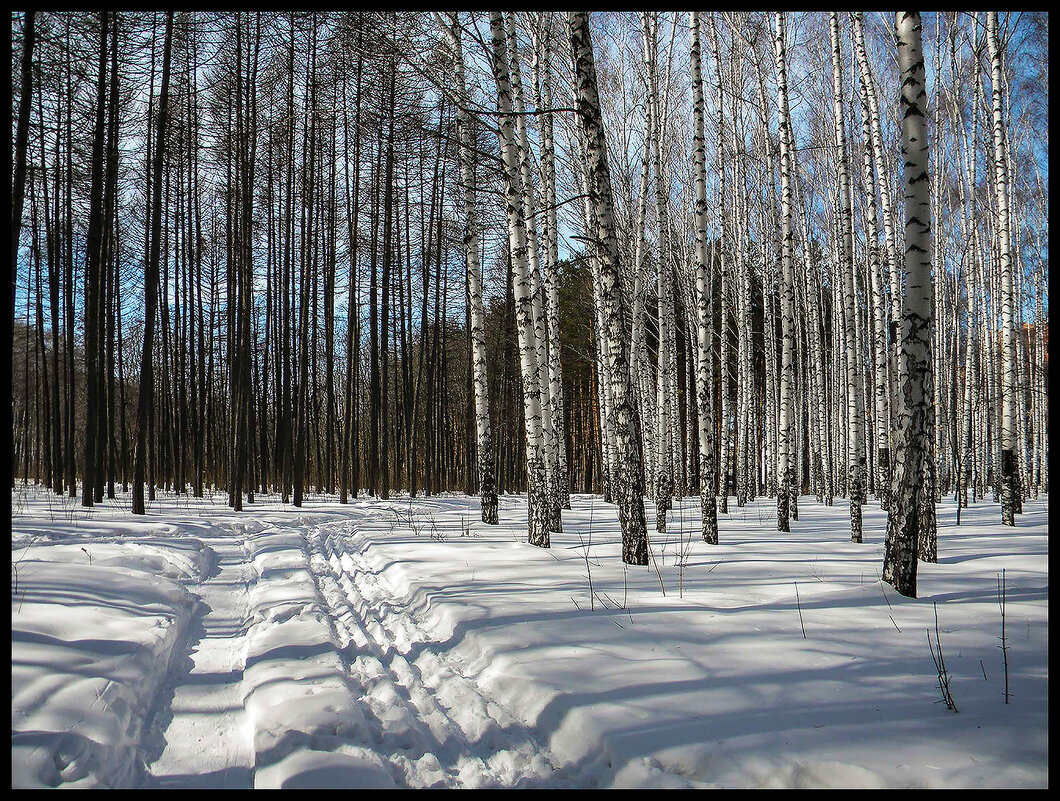 В весеннем лесу - Алексей Патлах В весеннем лесу - Алексей Патлах