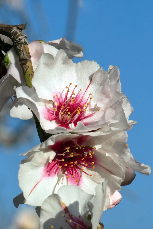 Миндаль зацвел (серия) - Sergey Grim Миндаль зацвел (серия) - Sergey Grim