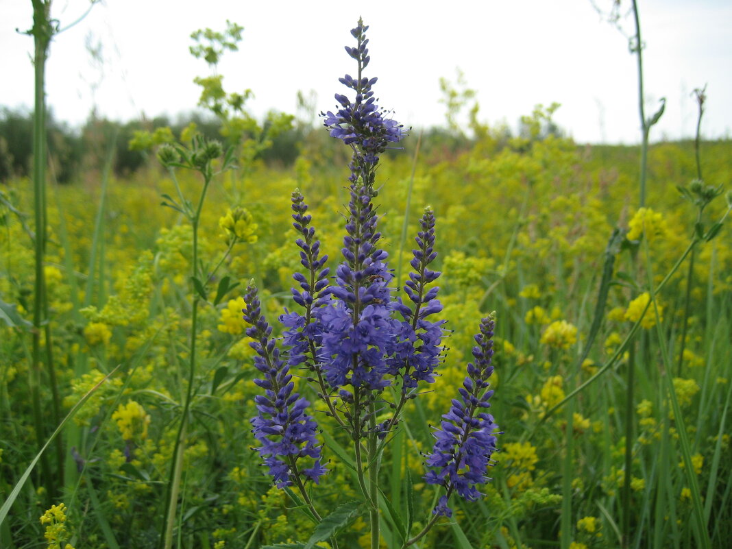 Вероника - Anna Ivanova Вероника - Anna Ivanova