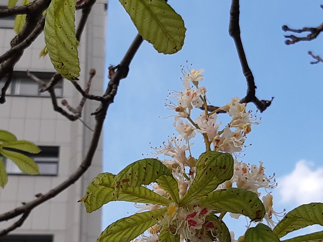 Прогулки по Калининграду - Галина Минчук Прогулки по Калининграду - Галина Минчук