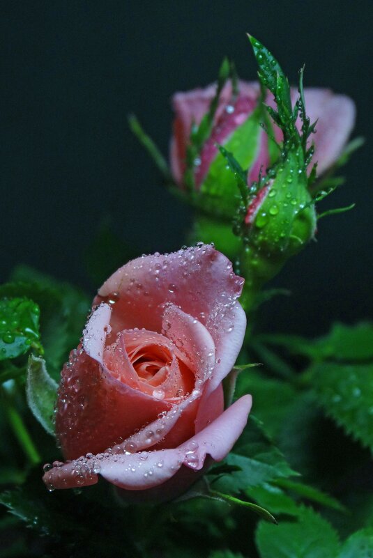 Зимние  розы - Елена Макарова 