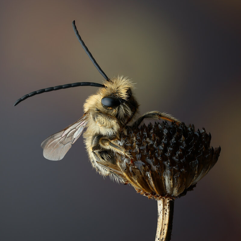*** - Евгений Фруман *** - Евгений Фруман