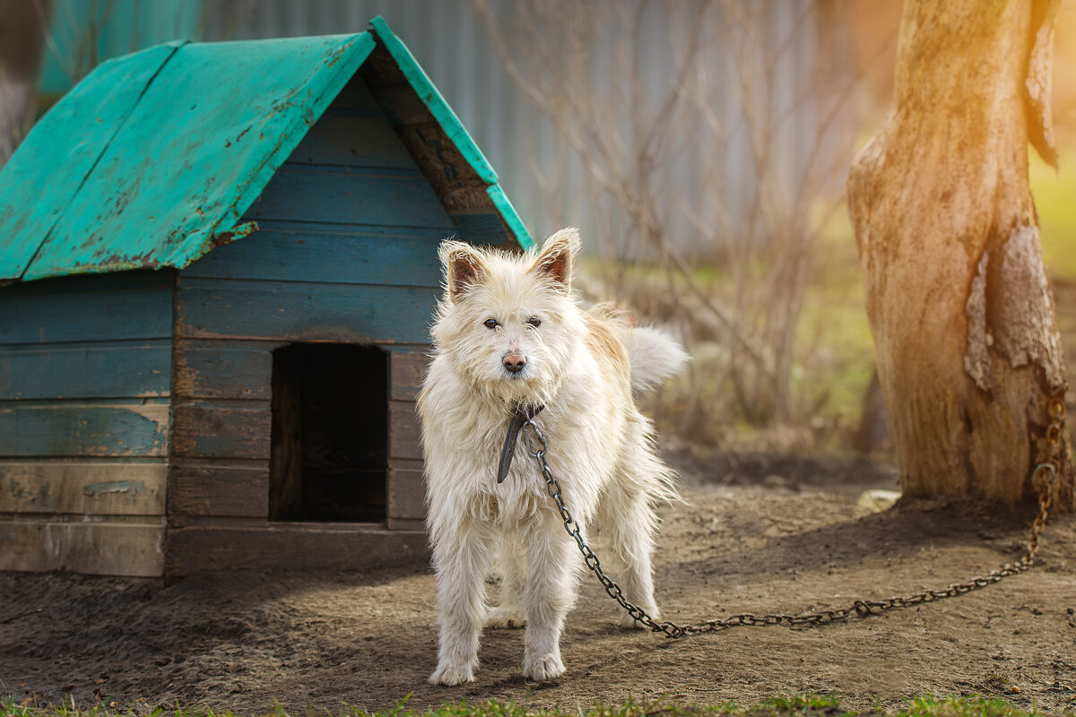 Охранник - Alex Bush