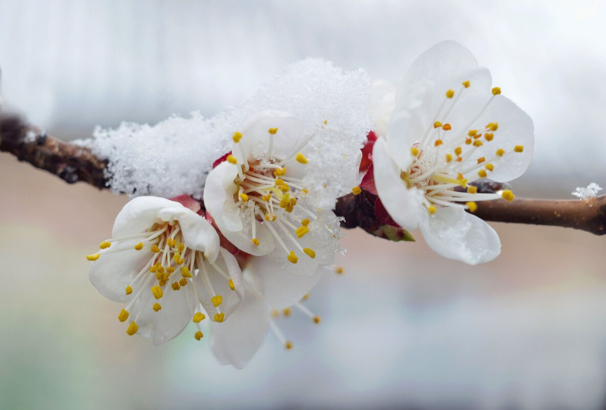 Абрикос - Надежда Куркина Абрикос - Надежда Куркина