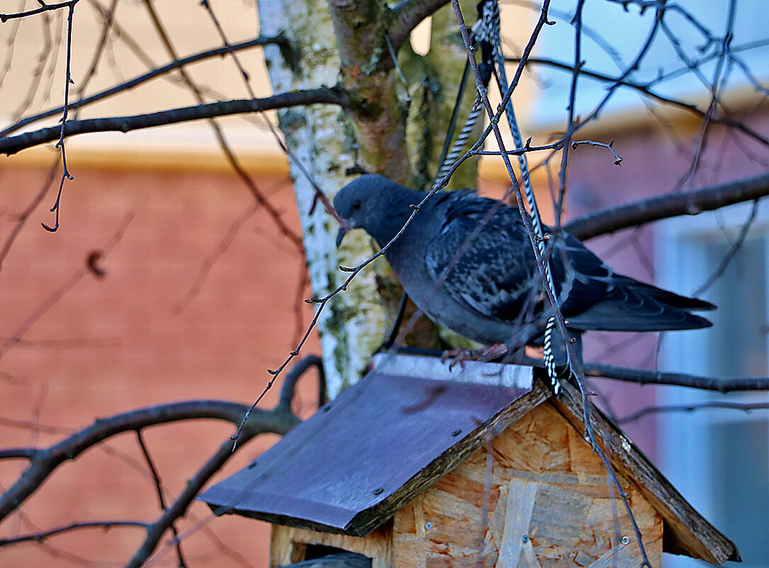 Может, перепадёт чего-нибудь?.. - Светлана 