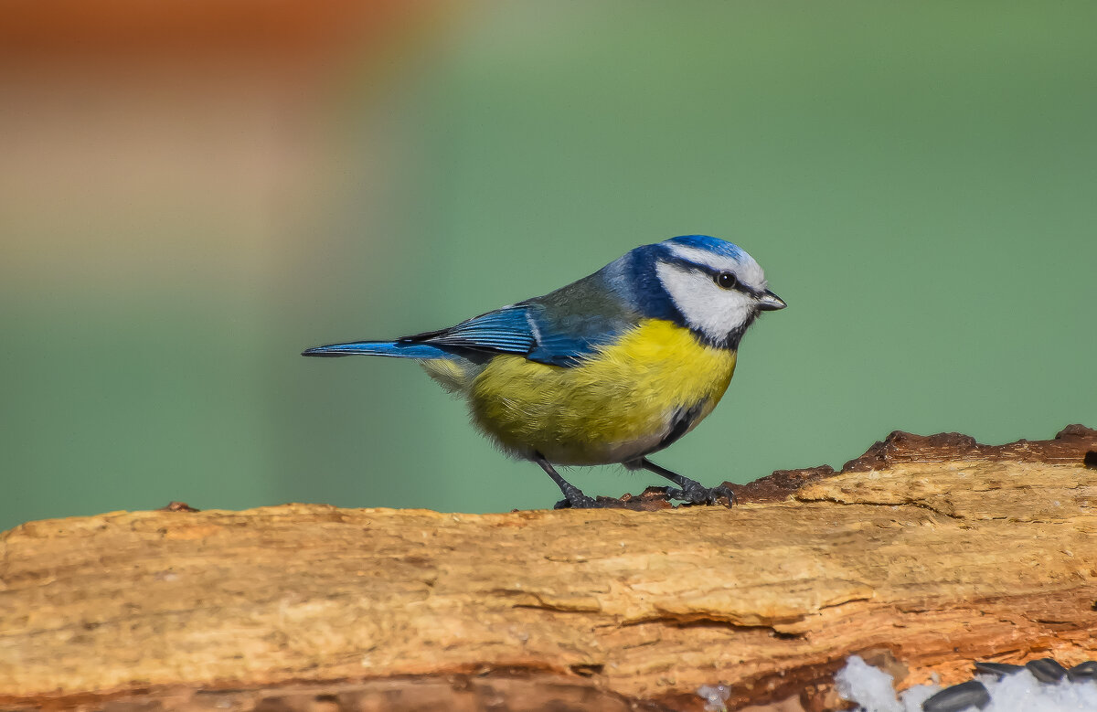 Лазоревка. - Sergey (Apg) Лазоревка. - Sergey (Apg)