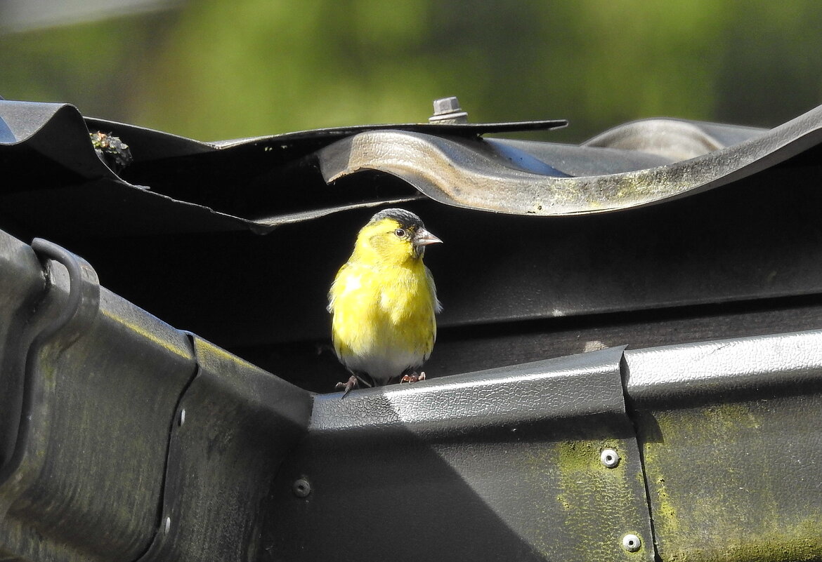 чиж - ИННА ПОРОХОВА