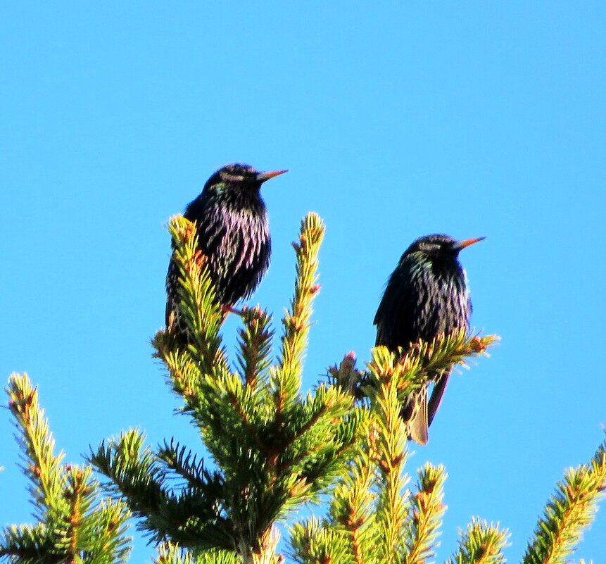 Скворцы прилетели! - Андрей Снегерёв