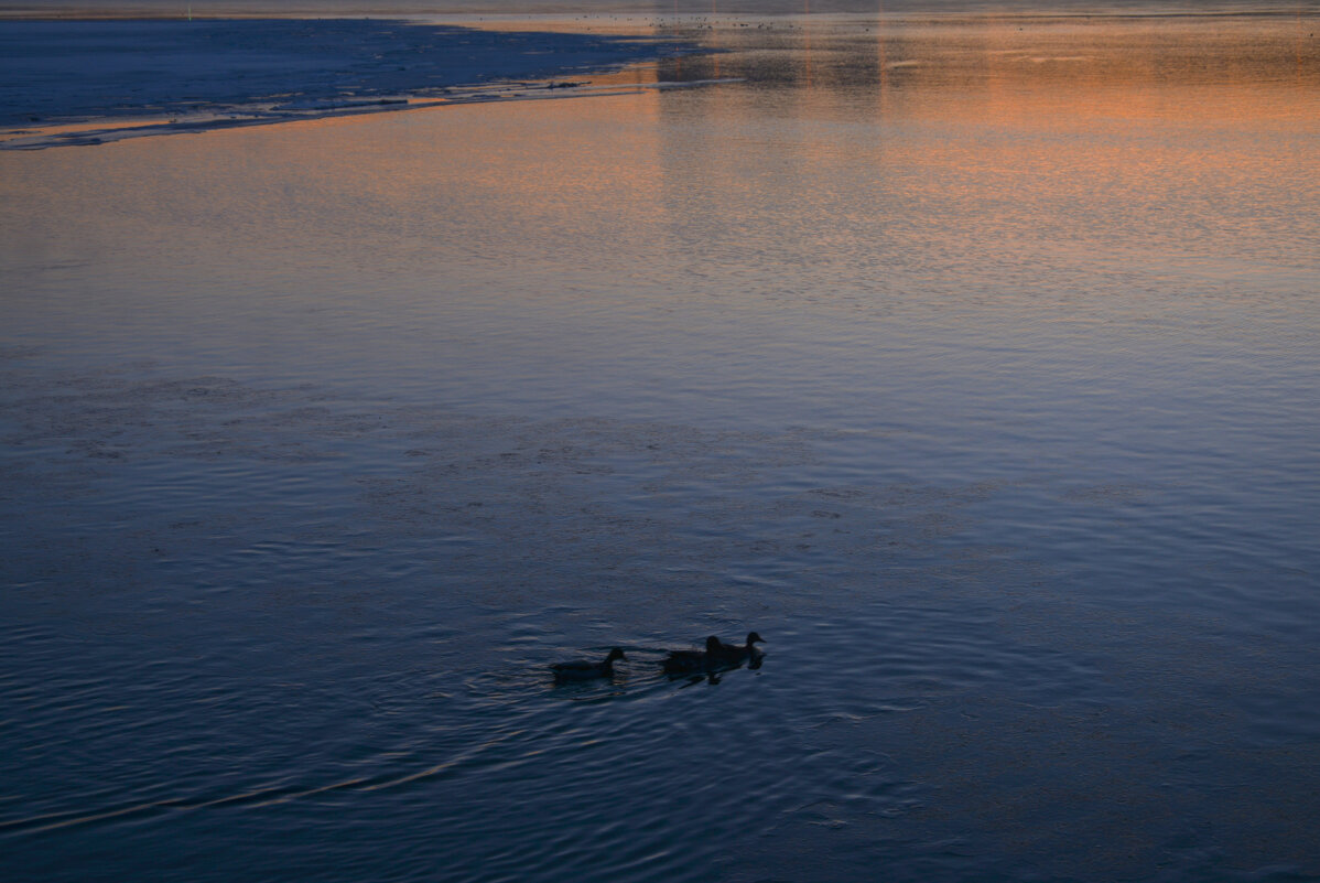 * - Наталья Покацкая