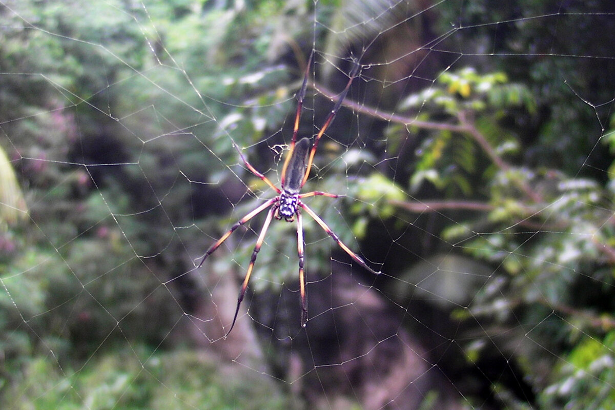 Паук - Ирина Ватолина Паук - Ирина Ватолина