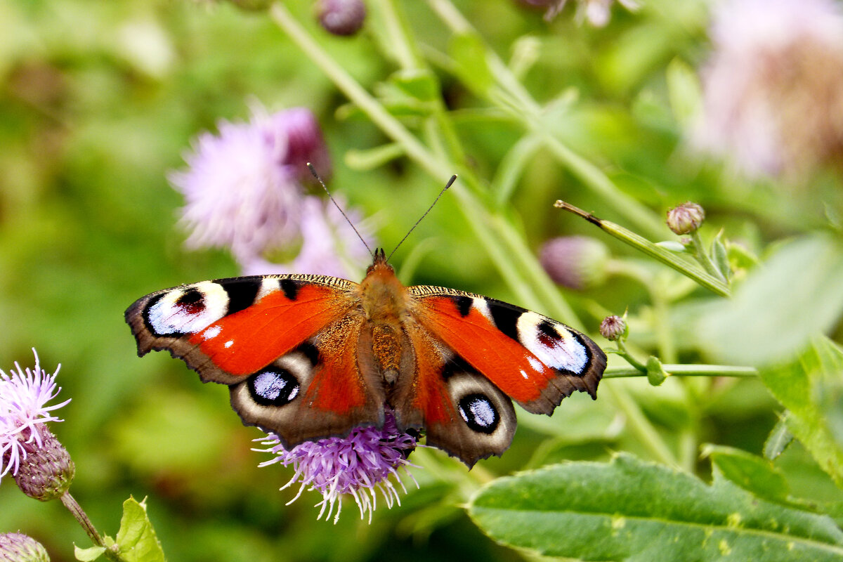 опять про бабочек 475 - Александр Прокудин опять про бабочек 475 - Александр Прокудин